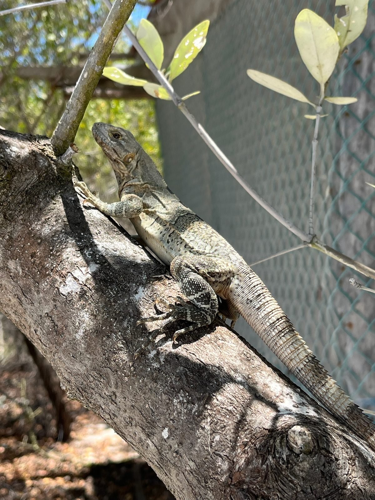 Le iguane in spiaggia