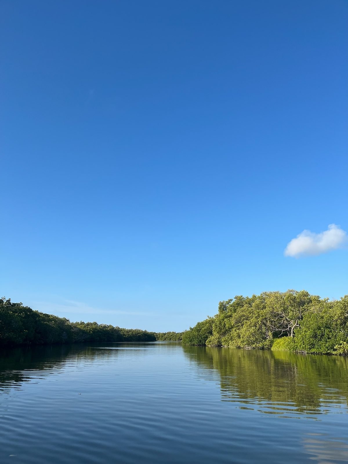 Kayak tra le mangrovie